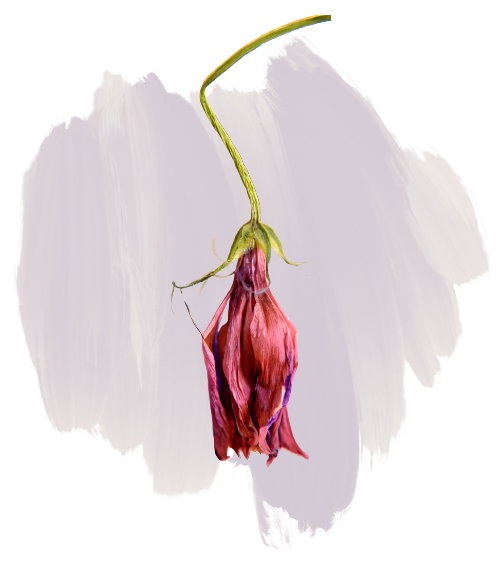 10062025-marisa-maag-welke-blume